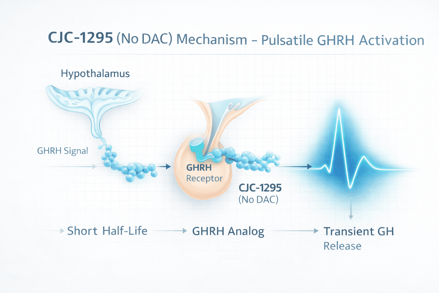 Infographic showing CJC-1295 No DAC mechanism with pituitary GHRH receptor activation and short pulse-based GH release.