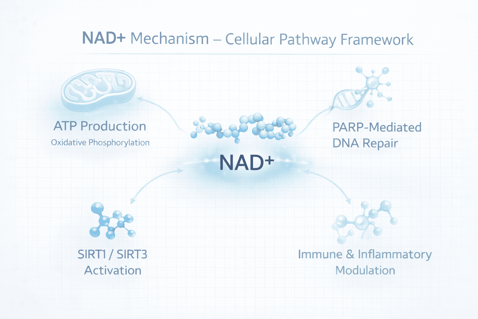 Mechanism infographic illustrating NAD+ support across mitochondrial ATP production, PARP-mediated DNA repair signaling, sirtuin activity, and inflammatory regulation pathways.