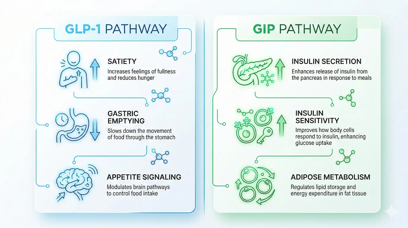 A minimalist two-pathway infographic illustrating Tirzepatide signaling: GLP-1 pathway (satiety and gastric slowing) and GIP pathway (insulin and metabolic support) with clean line-art icons on a white clinical background.