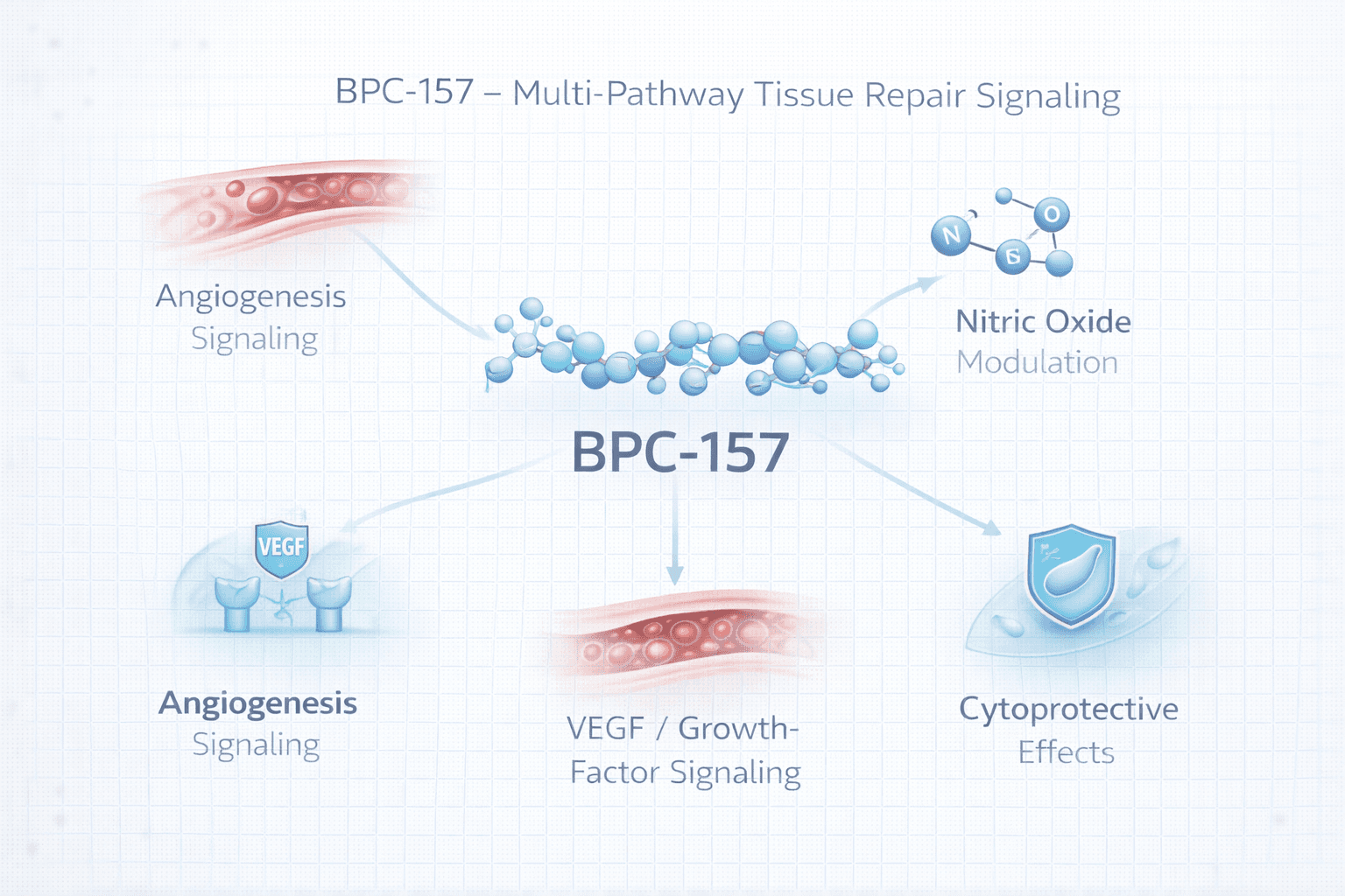 Infographic illustrating BPC-157 pathways including angiogenesis, nitric-oxide modulation, growth-factor signaling, and cytoprotective effects.
