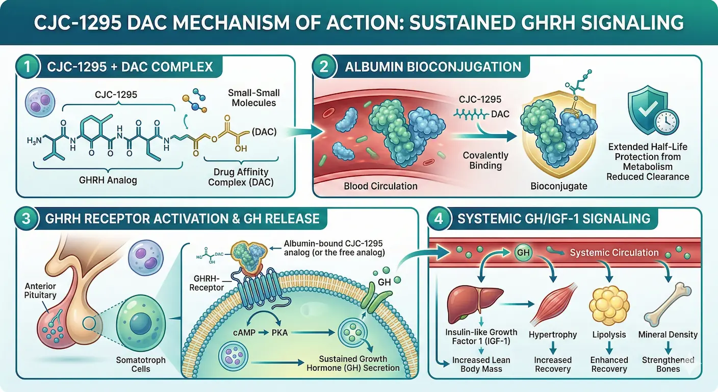 Infographic showing CJC-1295 DAC mechanism: GHRH receptor activation, albumin bioconjugation, and sustained GH/IGF-1 signaling.