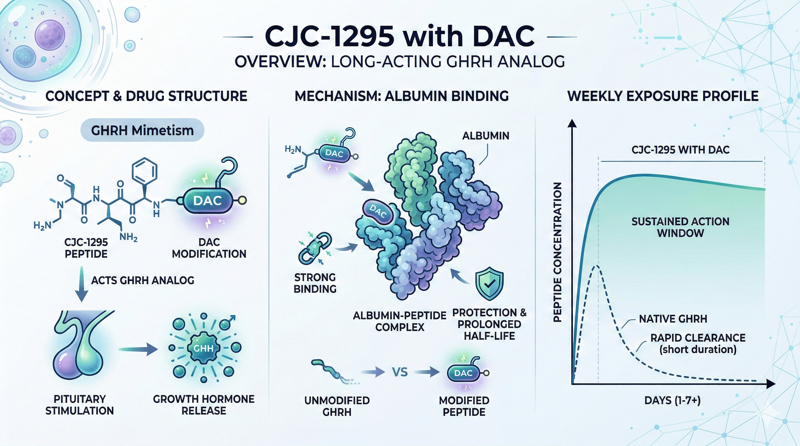 Concept visual of CJC-1295 with DAC as a long-acting GHRH analog with albumin binding and weekly exposure profile.