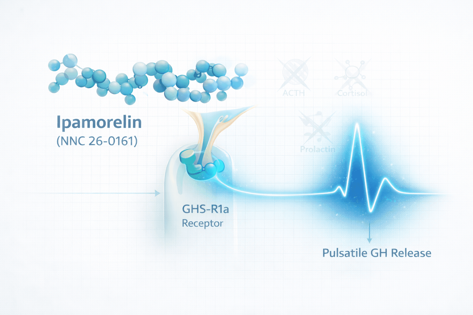 Concept visual of Ipamorelin (NNC 26-0161) as a selective ghrelin receptor agonist supporting pulsatile growth hormone release with minimal hormonal cross-reactivity.