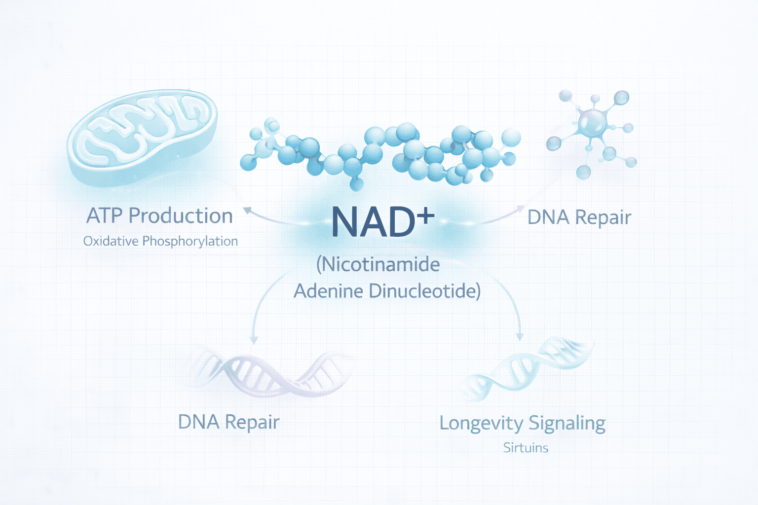 Overview concept visual showing NAD+ as an essential coenzyme supporting cellular energy transfer, redox cycling, and metabolic resilience pathways.