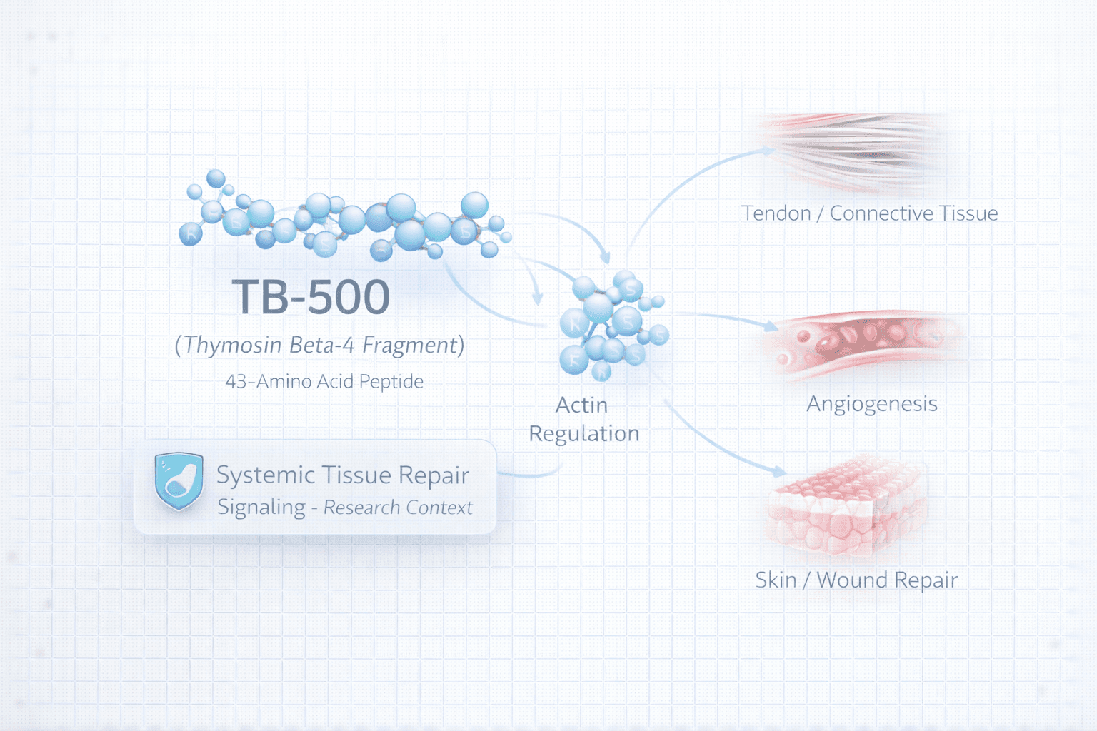 Overview visual of TB-500 (Thymosin Beta-4) showing endogenous peptide context, molecular profile, and systemic tissue-repair positioning.